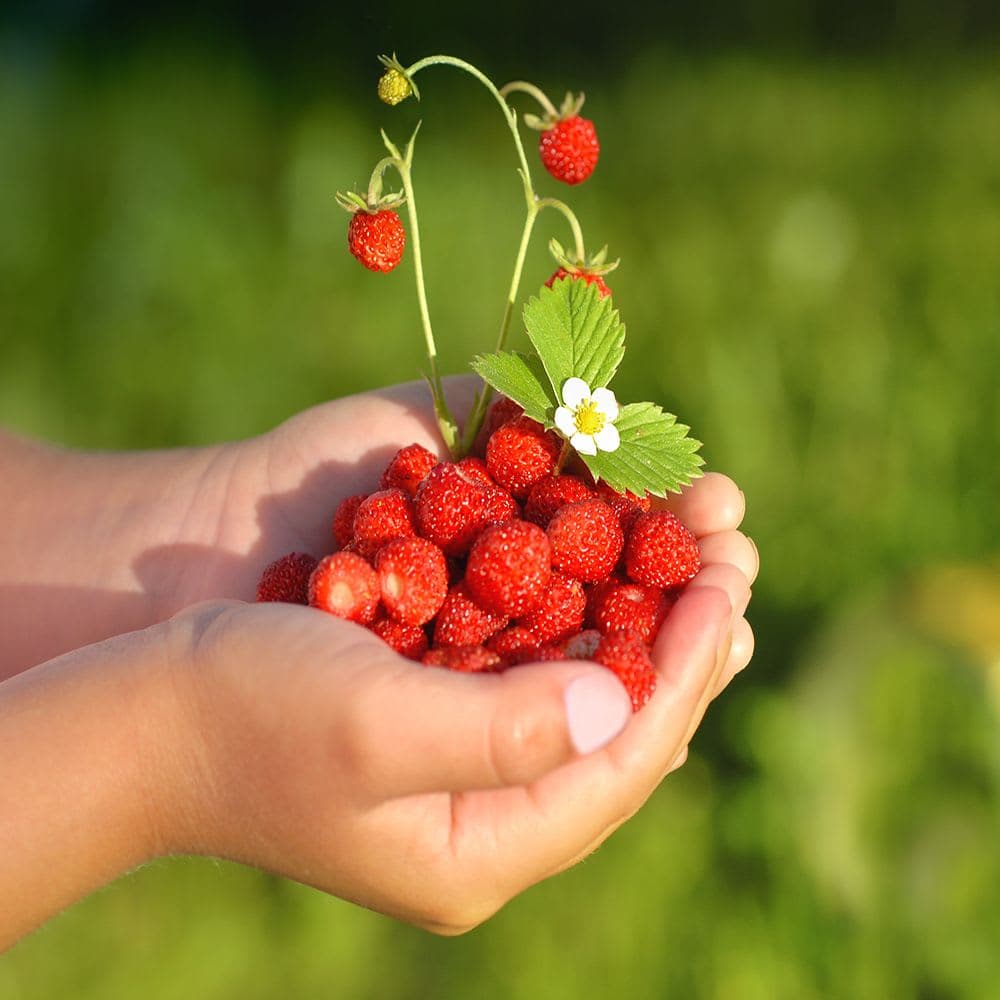 Smultronstället 112