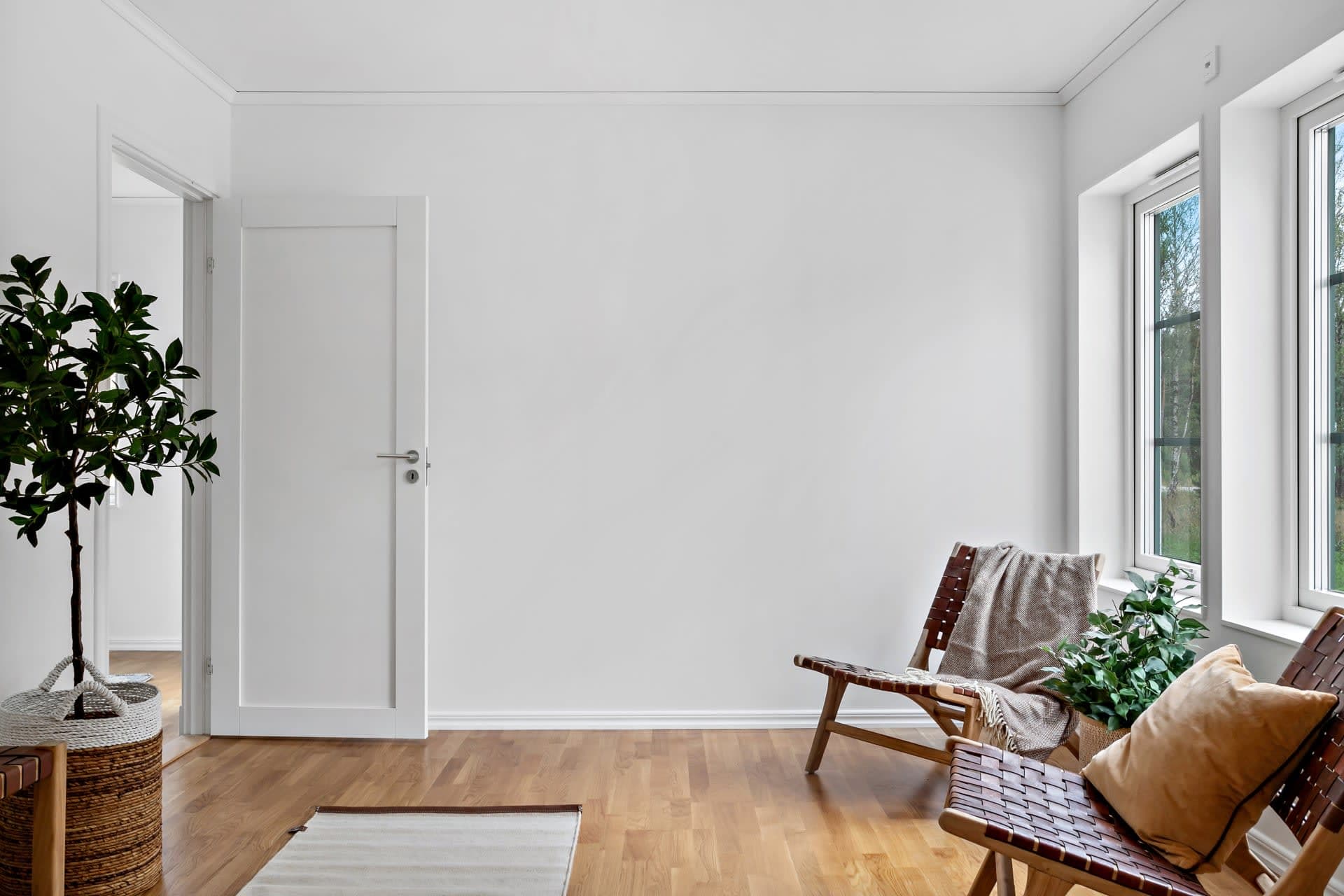 interiörbild Allrum med vita väggar, olivträd och karmstol i trä och läder